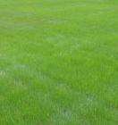 landscaping maintenance